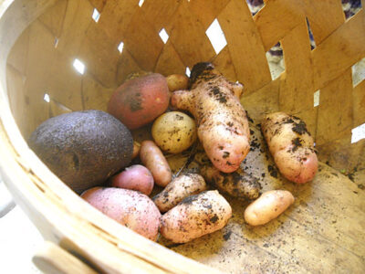 Potato Independence: Finding Potato Varieties that Work Image